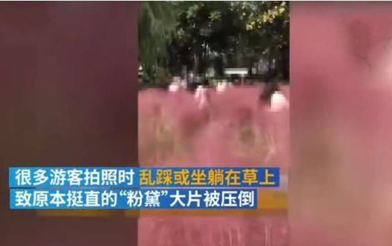 粉黛遭踩踏.png