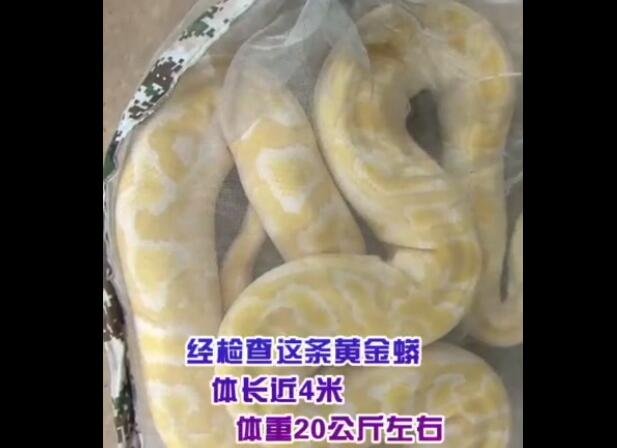 黃金蟒重20公斤.jpg