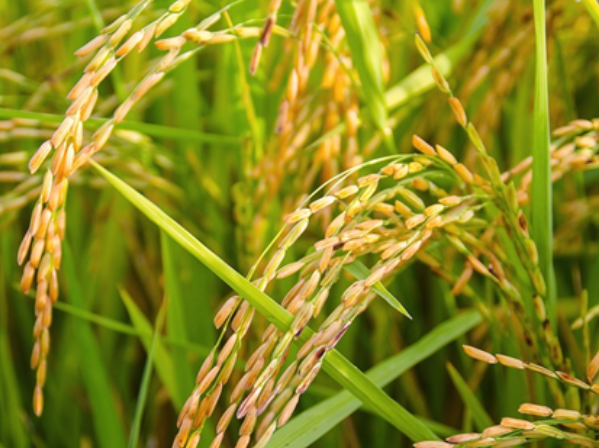 海水稻.png 海水稻.png