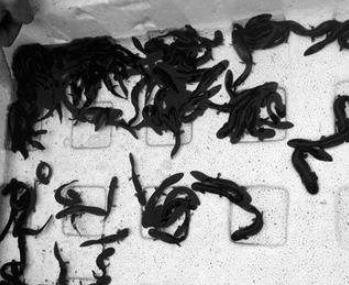 娃娃魚魚苗價格.jpg 娃娃魚魚苗價格.jpg