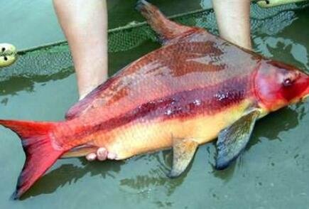 胭脂魚多少錢一斤.jpg 胭脂魚多少錢一斤.jpg