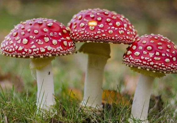 毒蘑菇.png 毒蘑菇.png