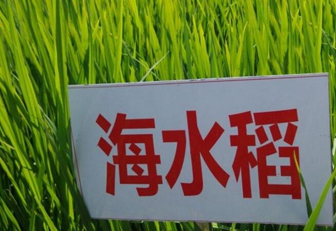 海水稻.jpg
