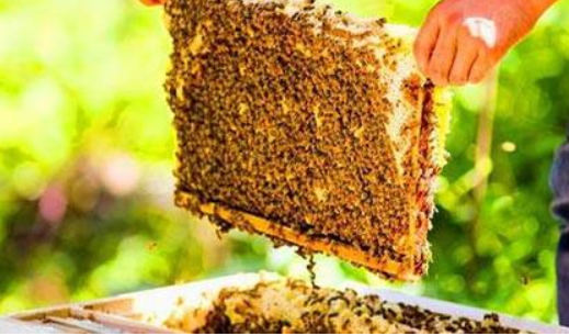 野生蜂蜜多少钱一斤.png