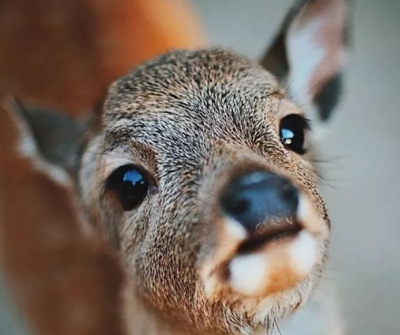 奈良鹿.png 奈良鹿.png