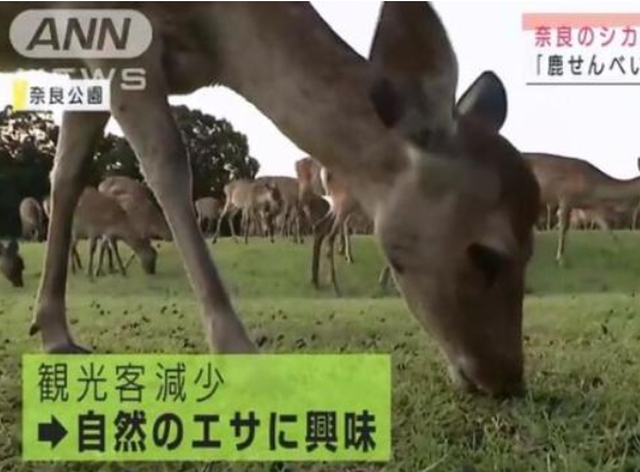 吃草.png 吃草.png