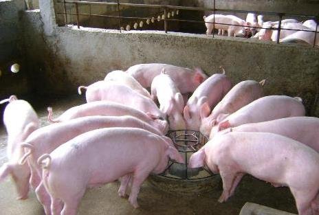 猪价连降7周后,爆料称每斤猪肉多1元饲料成本,猪价会再一次上涨?