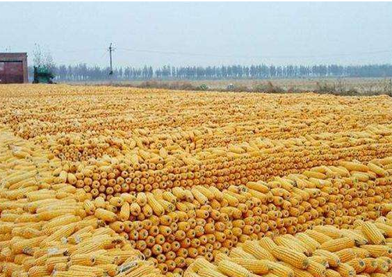 玉米丰收.png