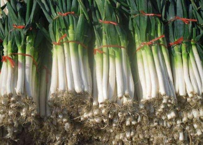 山東產(chǎn)大蔥批發(fā)價(jià)翻倍   .jpg