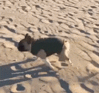 s153631096496770.gif s153631096496770.gif