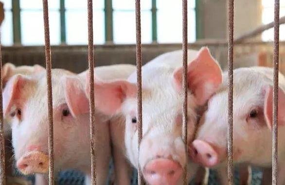 豬肉價(jià)格將回落到正常水平   .jpg