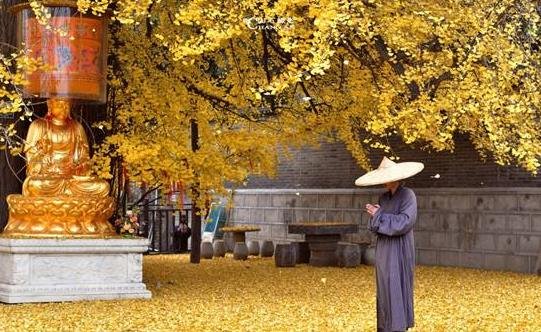 西安千年銀杏進入觀賞期  .jpg