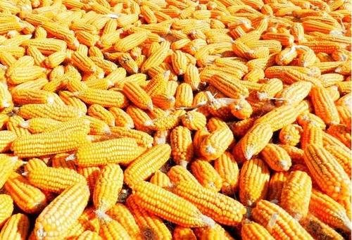 玉米的市场价格