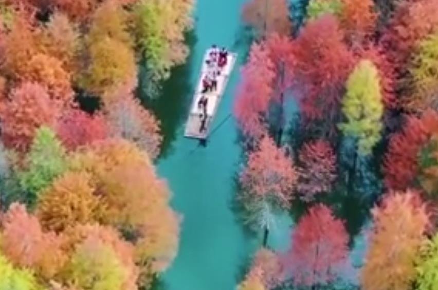 皖南紅杉林進(jìn)入最佳觀賞期  .jpg