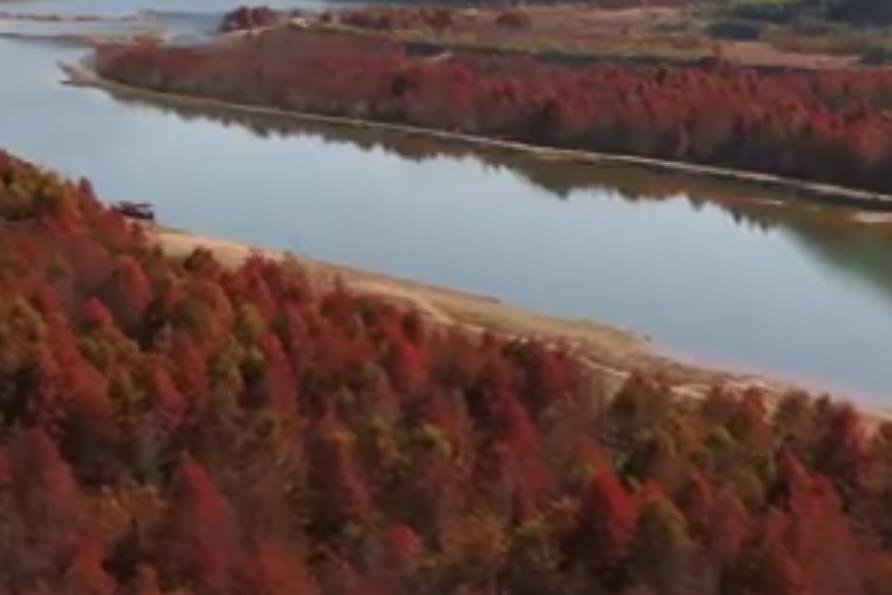 皖南紅杉林進(jìn)入最佳觀賞期 .jpg