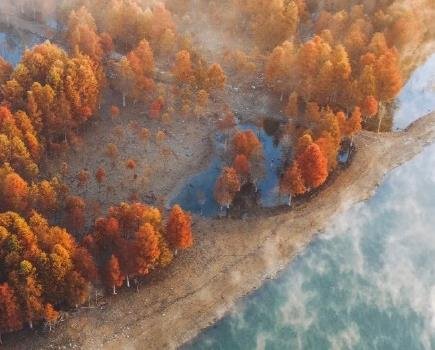 皖南紅杉林進(jìn)入最佳觀賞期   .jpg