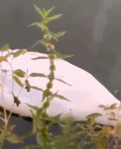 ee64-kcaeqzy0311018.gif ee64-kcaeqzy0311018.gif