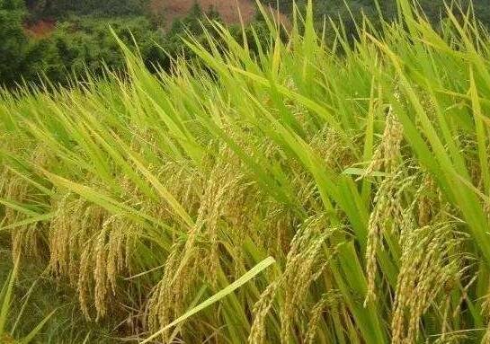 袁隆平:亩产目标是4000斤,什么水稻产量能达到这么高