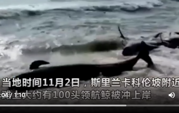 上百頭鯨魚.png