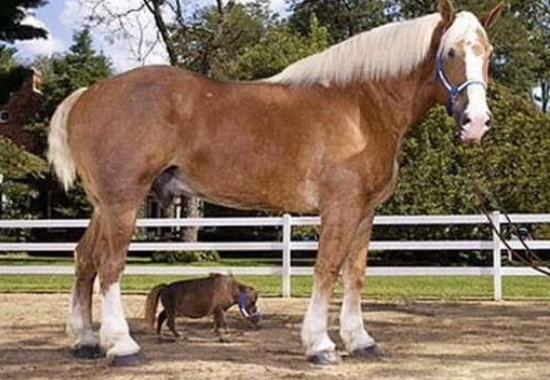 见过最小的马长啥样,最小的马产地在哪,最小的马是什么品种多少钱