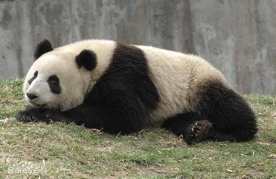 大熊貓盈盈.jpg