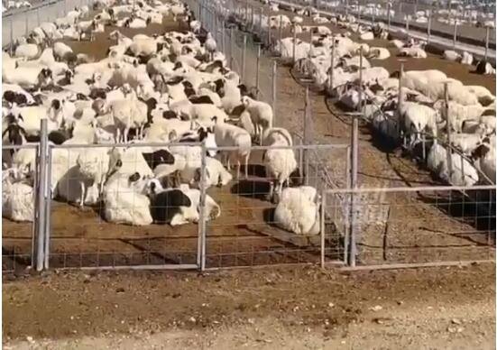蒙古国捐赠的1.2万只羊.jpg