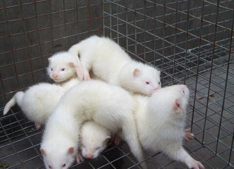 水貂養(yǎng)殖.jpg 水貂養(yǎng)殖.jpg