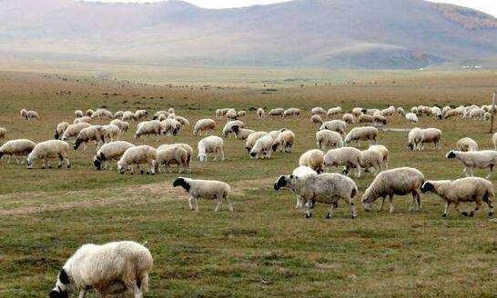 趕羊.jpg 趕羊.jpg