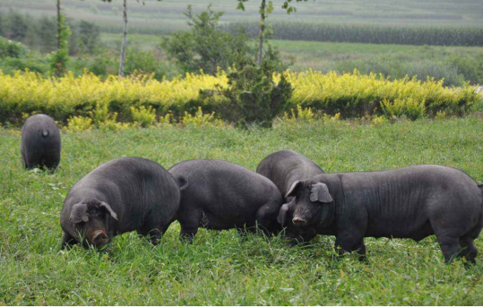 中国十大黑猪品种有哪些,生猪养殖行业发展趋势如何?