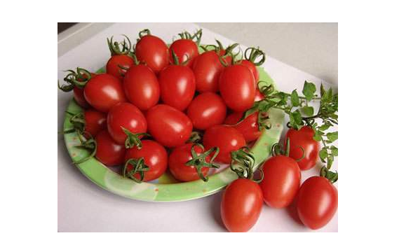 小番茄是轉(zhuǎn)基因嗎