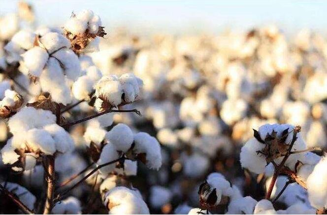 巴基斯坦棉花产量.jpg
