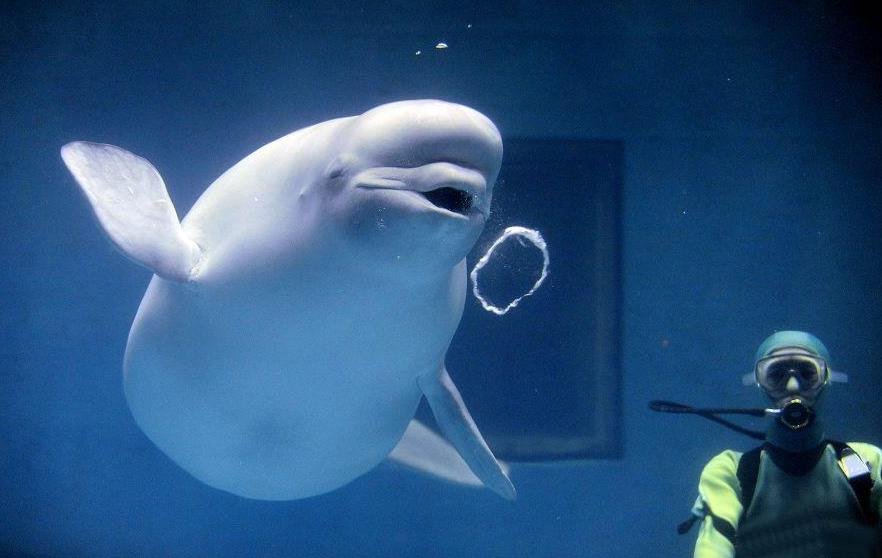 大白鯨調(diào)皮咬走馴養(yǎng)員腳蹼 .jpg