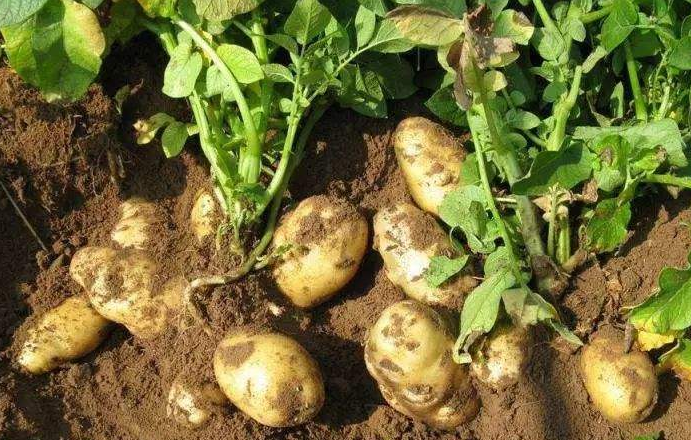欧洲土豆减产1.png
