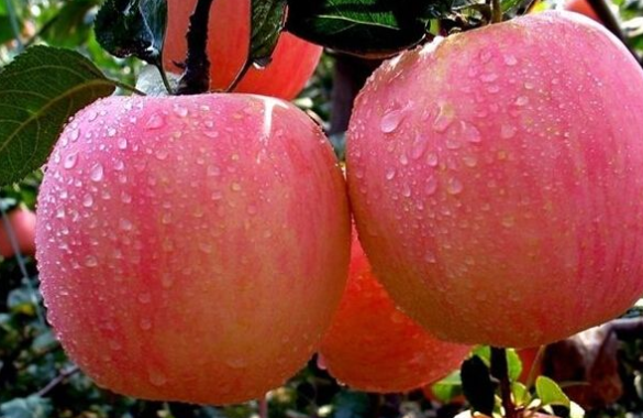 两个大苹果.png