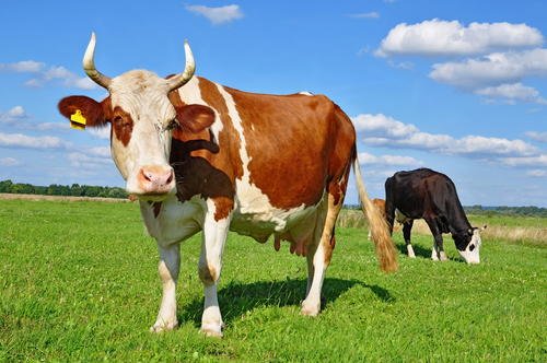 2020 年牛会贬值吗？什么会影响 2020 年的牛价？
