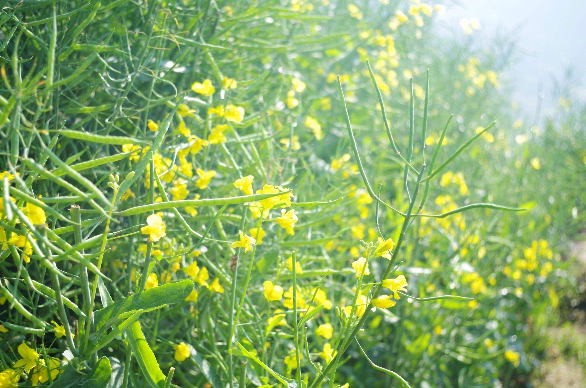 油菜机开沟免耕摆栽技术 | 苏州市农业科学院官方网站