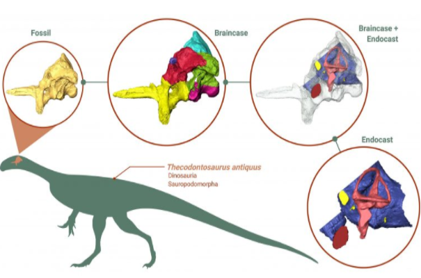 早期恐龙大脑、饮食习惯和敏捷性