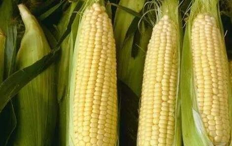 玉米可以生吃嗎.jpg 玉米可以生吃嗎.jpg