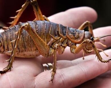 最大的蝗虫是哪一种蝗虫,蝗虫的品种有哪些呢?