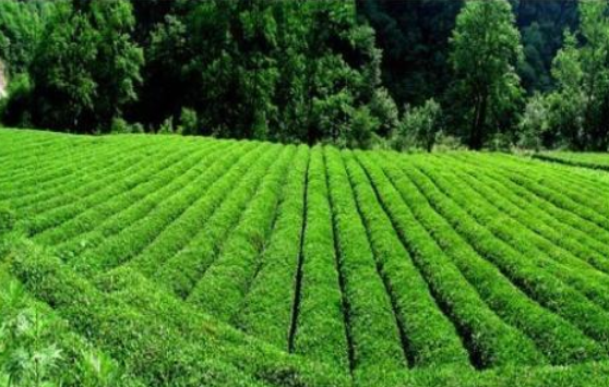 茶田.png 茶田.png