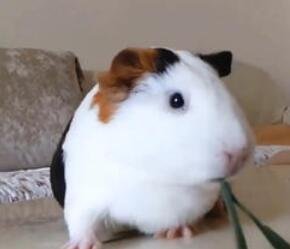 荷蘭豬多少錢(qián)一只.jpg 荷蘭豬多少錢(qián)一只.jpg