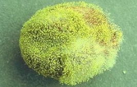 黃曲霉素.png 黃曲霉素.png