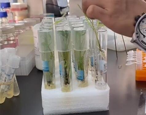 嫦娥五號(hào)種子.jpg 嫦娥五號(hào)種子.jpg