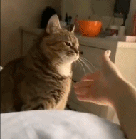 1562-kftfpiv9362741.gif 1562-kftfpiv9362741.gif