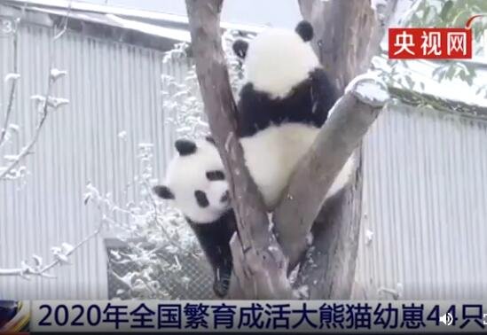 2020年全国繁育成活大熊猫幼崽44只.jpg