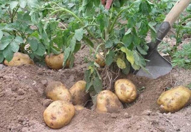 土豆.jpg 土豆.jpg