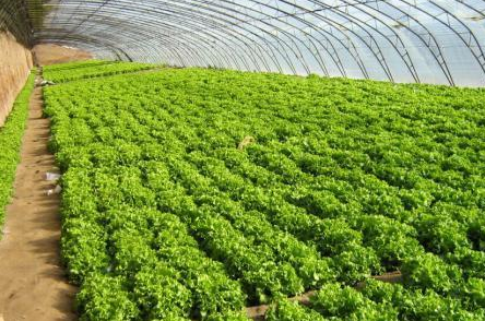 有機(jī)蔬菜.png 有機(jī)蔬菜.png