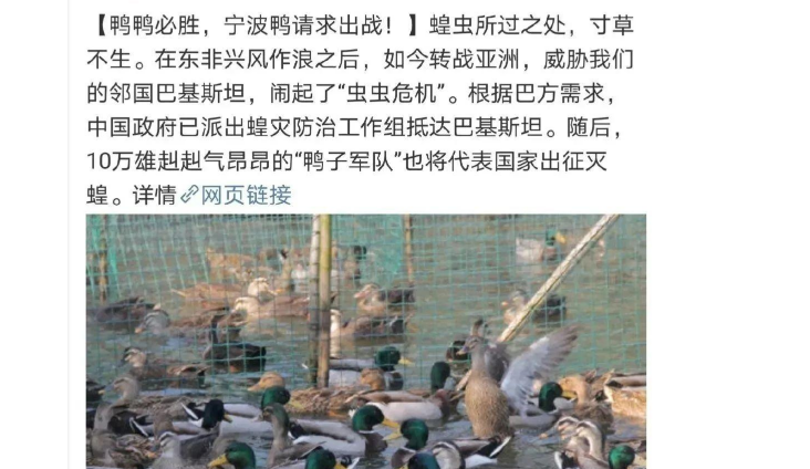 10萬鴨子出征滅蝗 10萬鴨子出征滅蝗