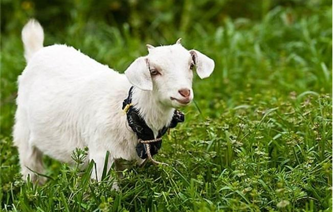 農(nóng)村養(yǎng)殖業(yè)致富項目