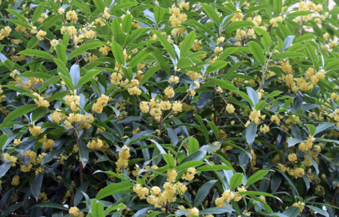 桂花樹多少錢一棵.png 桂花樹多少錢一棵.png